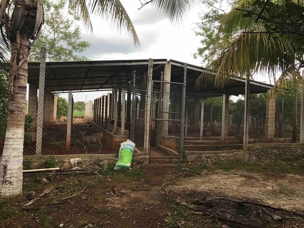 Rancho en Tixkokob, Tixkokob, foto 5 de 46