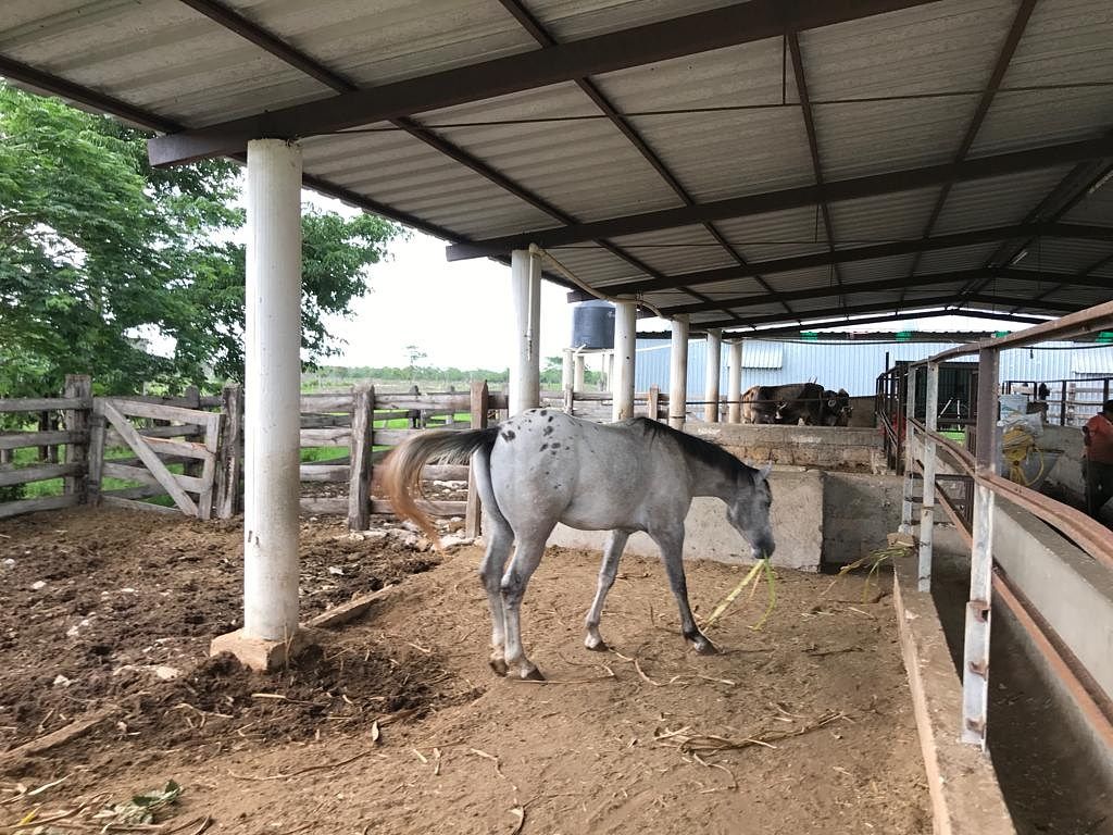 Rancho en Tixkokob, Tixkokob, foto 11 de 46
