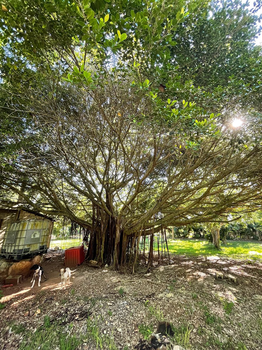 Rancho en Tixkokob, Tixkokob, foto 4 de 46