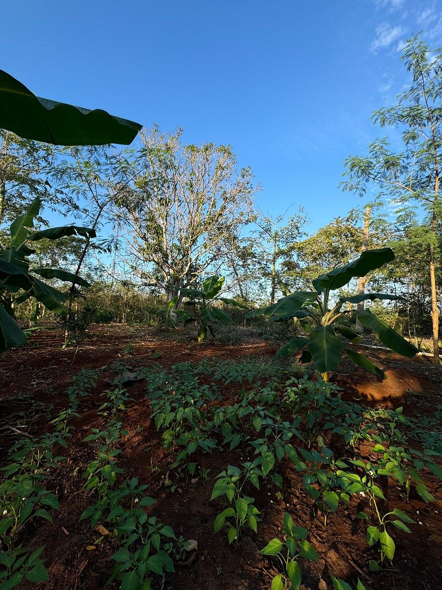 Rancho en Tixkokob, Tixkokob, foto 37 de 46