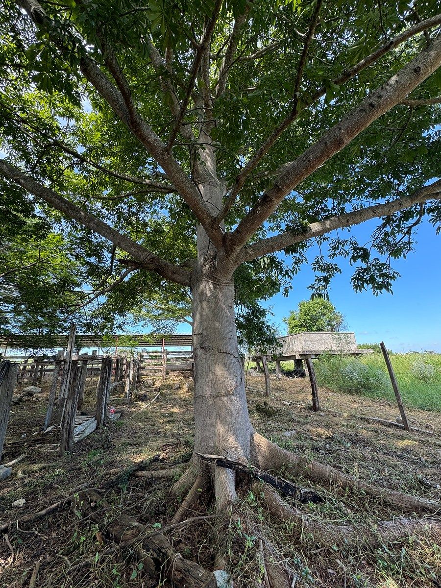 Rancho en Tixkokob, Tixkokob, foto 39 de 46