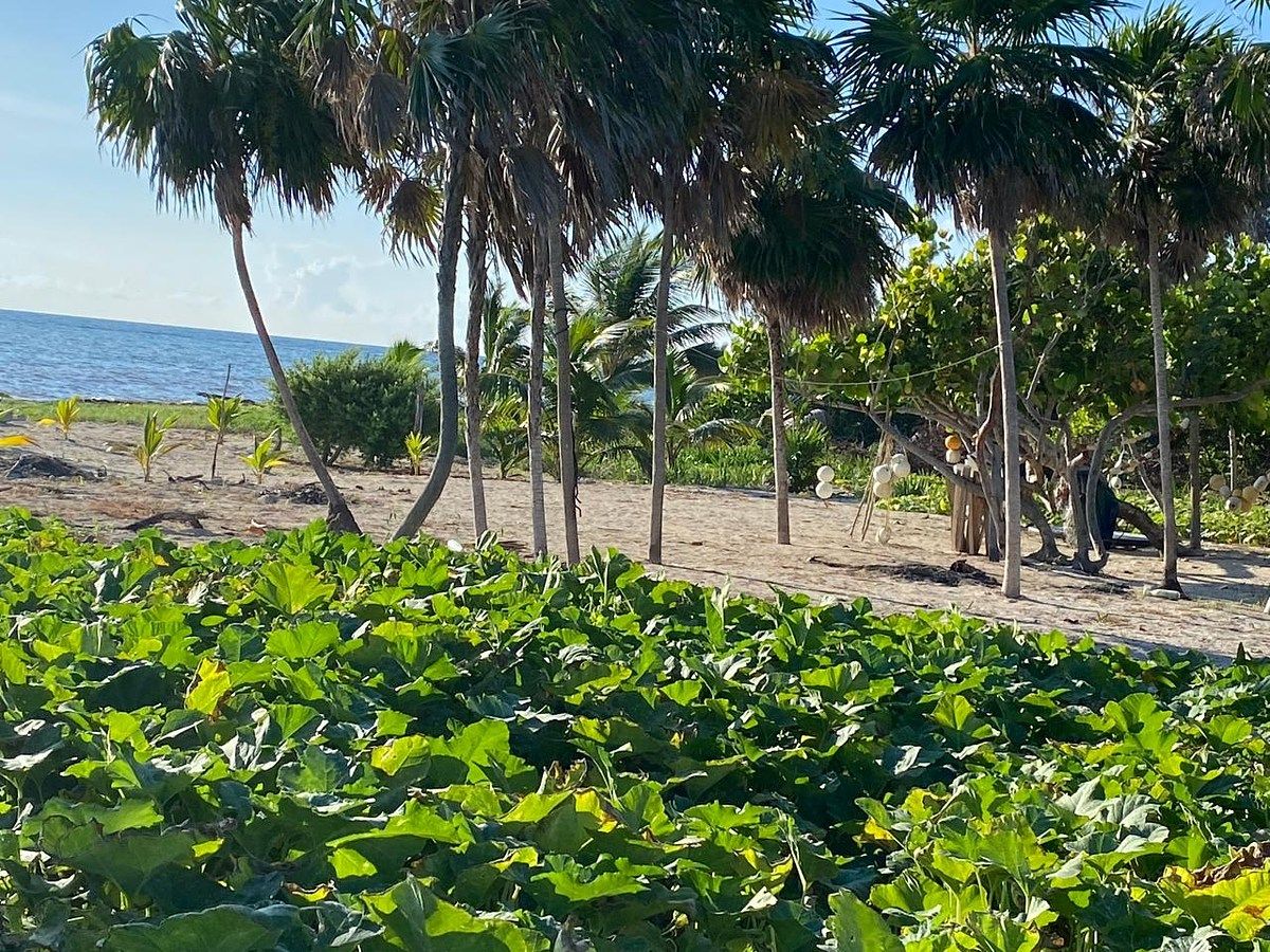 Lote em Mahahual, Othón P. Blanco, foto 2 de 6