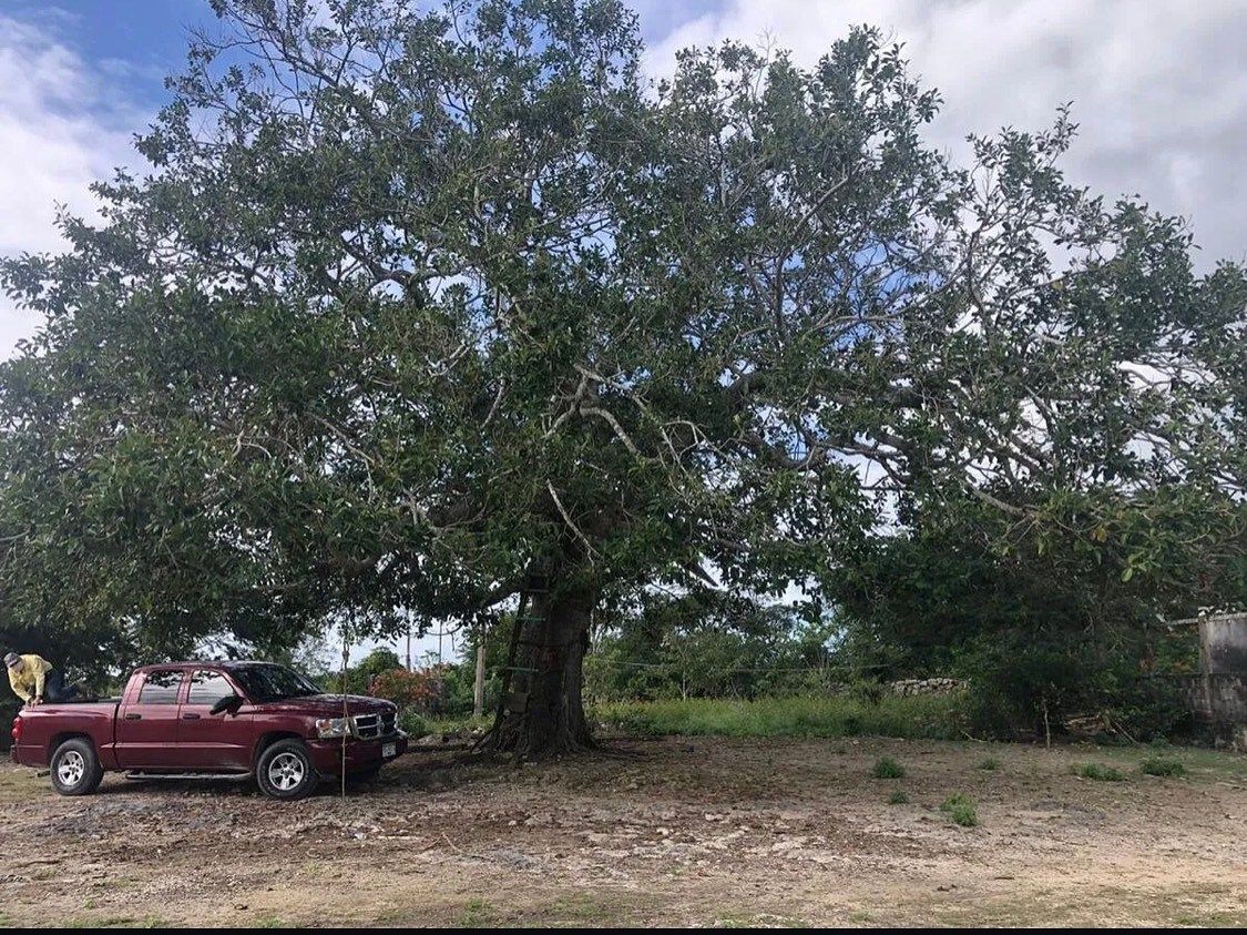 Rancho en Yalsihon, Panabá, foto 9 de 9