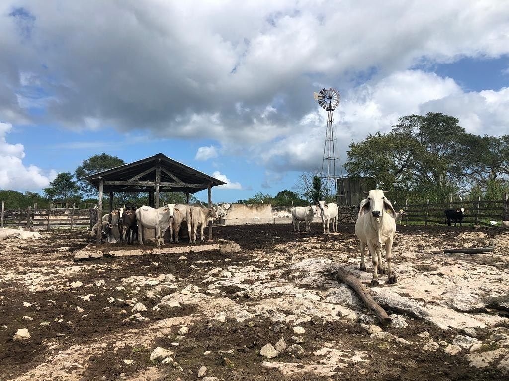 Rancho en Yalsihon, Panabá, foto 14 de 21
