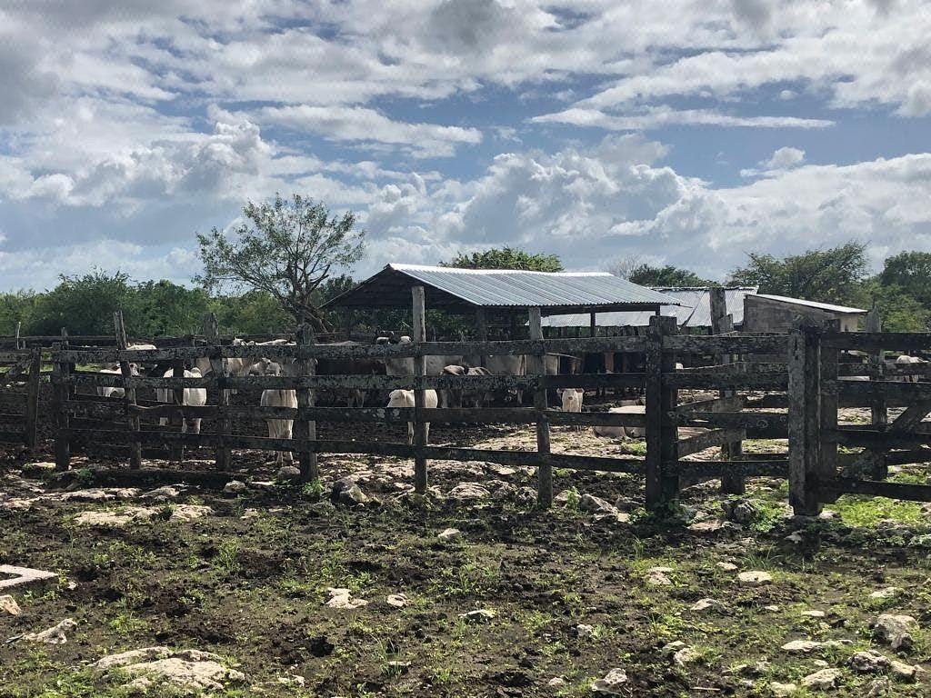Rancho en Yalsihon, Panabá, foto 13 de 21