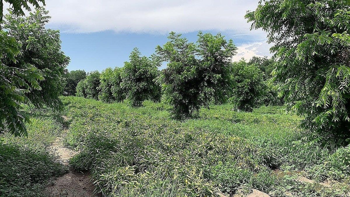 Rancho en Venta - 18 hectareas con 16 hec de Nogalera, foto 1 de 6