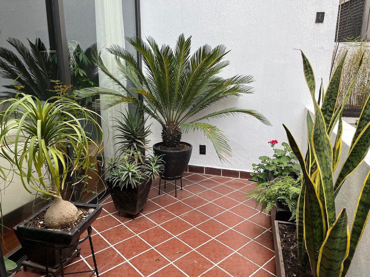 Apartamento em Polanco V Sección, Miguel Hidalgo, foto 10 de 36