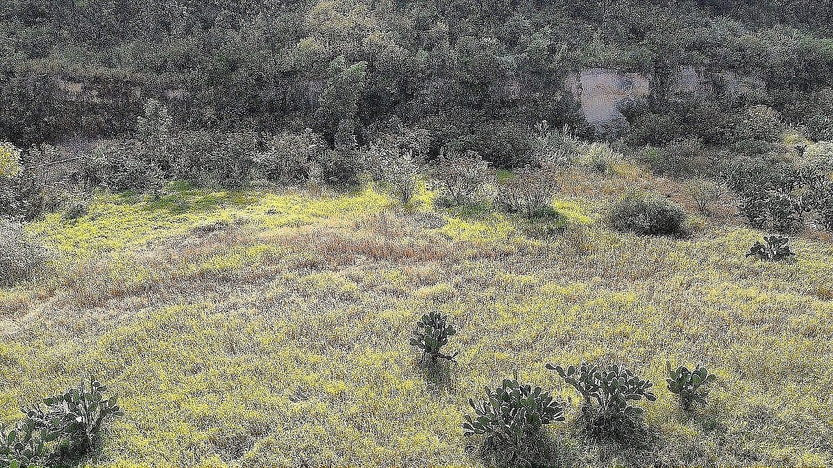Terreno comercial en Santa Ana Tepetitlán, Zapopan, foto 13 de 17