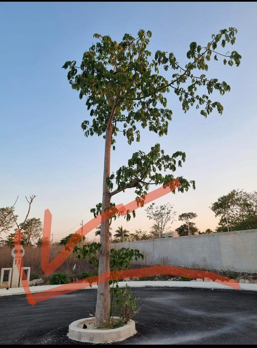 Lot in Sitpach, Mérida, photo 3 of 13