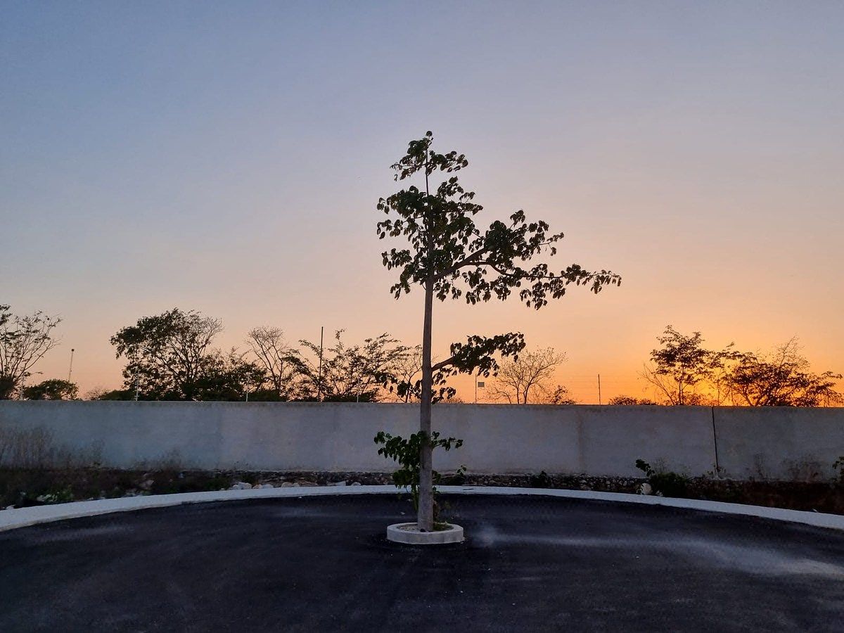 Lot in Sitpach, Mérida, photo 4 of 13