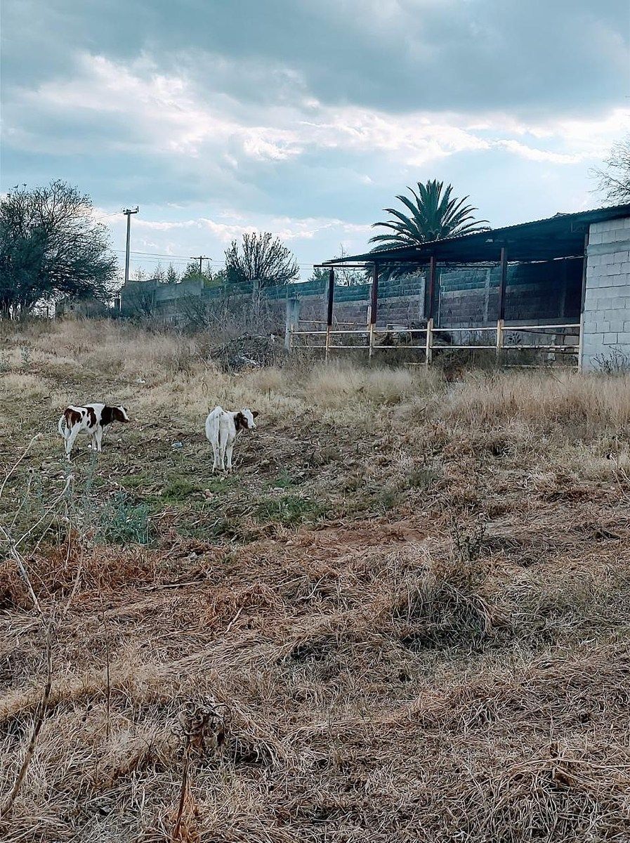 Terreno en Villa Licenciado Jesús Terán (Calvillito), Aguascalientes, foto 17 de 17