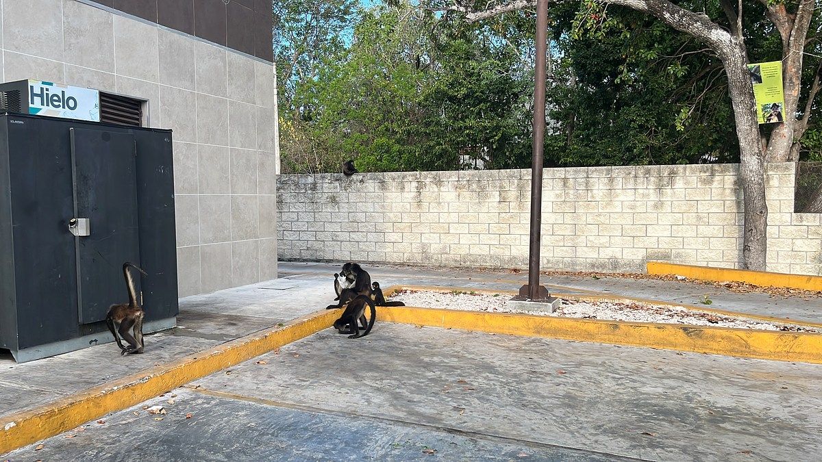 Otro en Roma Norte, Cuauhtémoc, foto 5 de 18