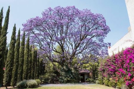RESIDÊNCIA EXTRAORDINÁRIA PARA ALUGUEL EM LOMAS DE CHPULTEPEC