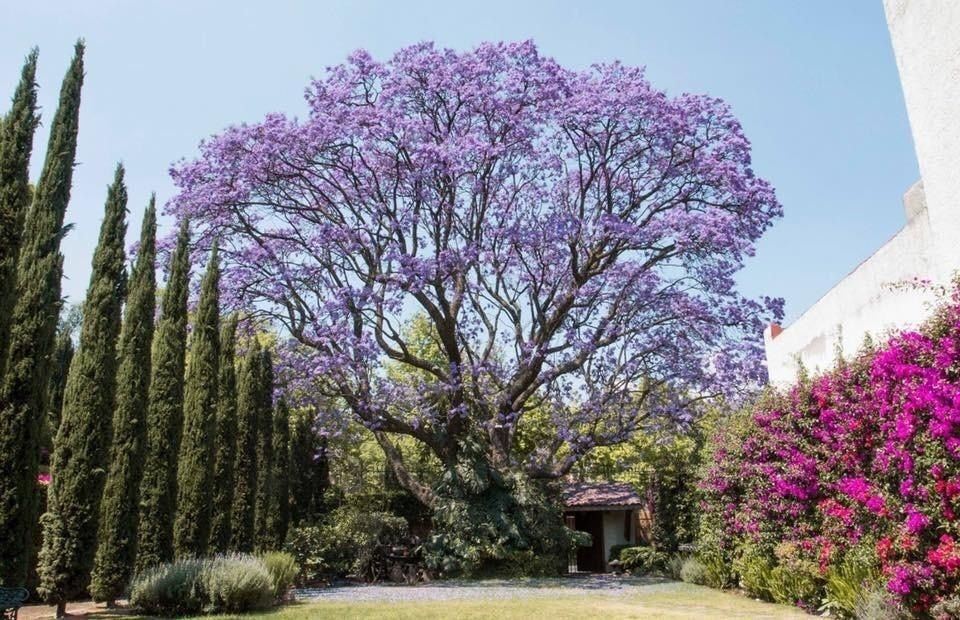 Casa em Lomas de Chapultepec I Sección, Miguel Hidalgo, foto 9 de 9