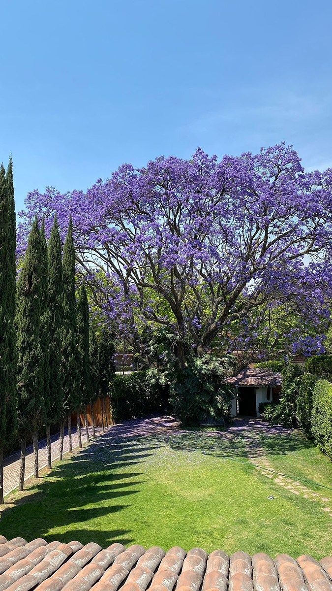 RESIDÊNCIA EXTRAORDINÁRIA PARA ALUGUEL EM LOMAS DE CHPULTEPEC, foto 1 de 25