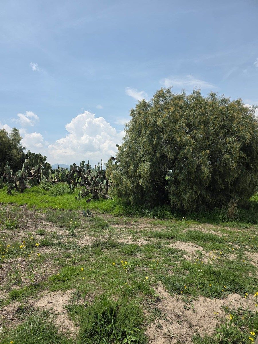 Lot in Emiliano Zapata, Zapotlán de Juárez, photo 8 of 8