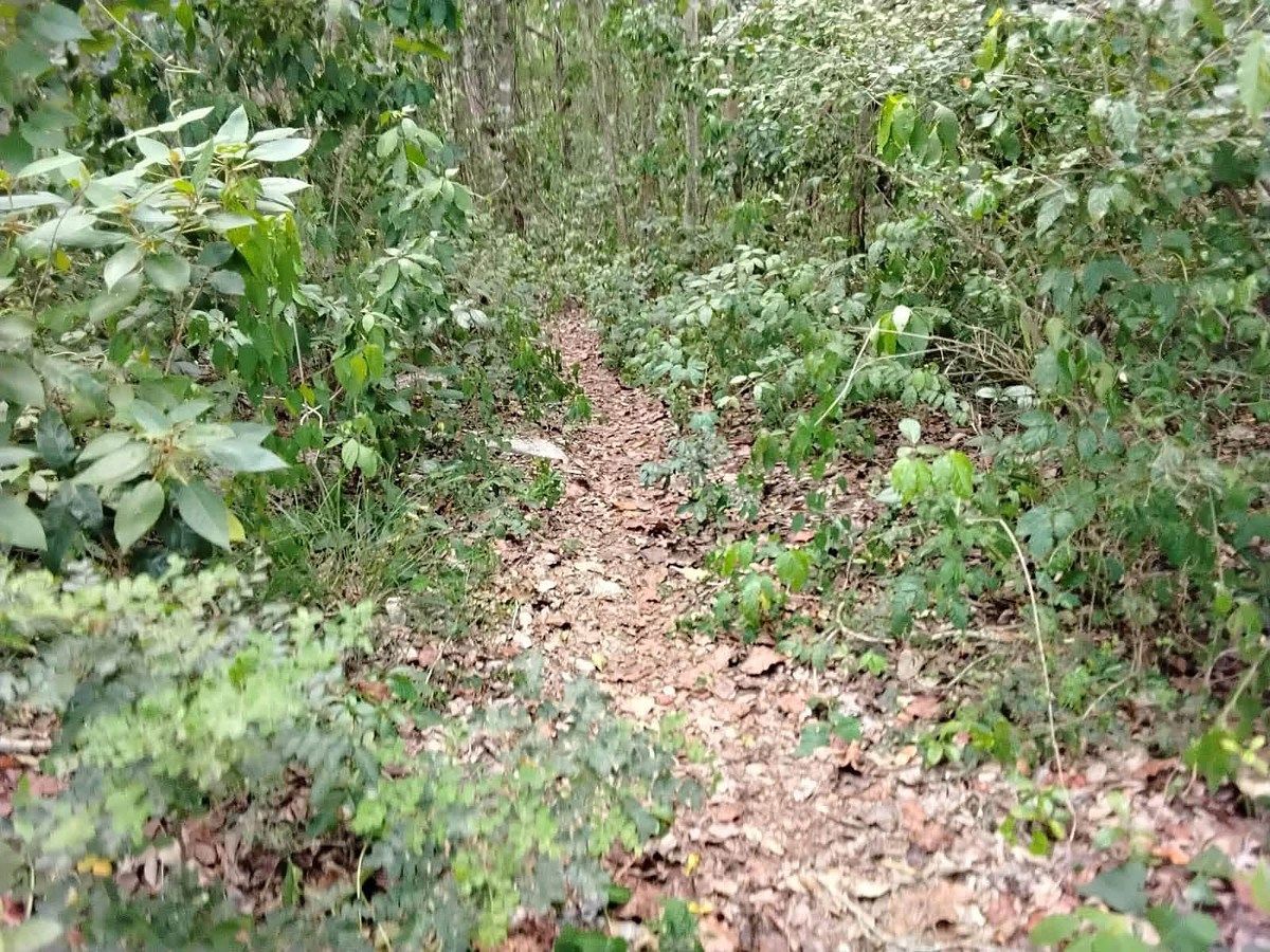 Lote em Xtut, Temozón, foto 4 de 12