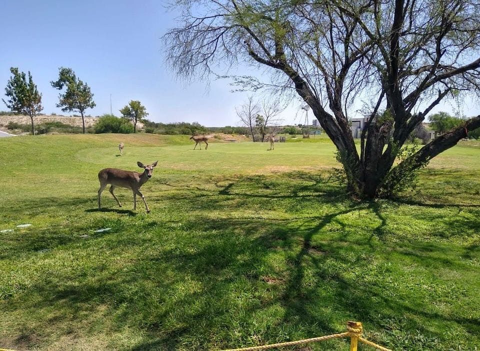 Lote em Las Aves Residencial and Golf Resort, Pesquería, foto 11 de 17