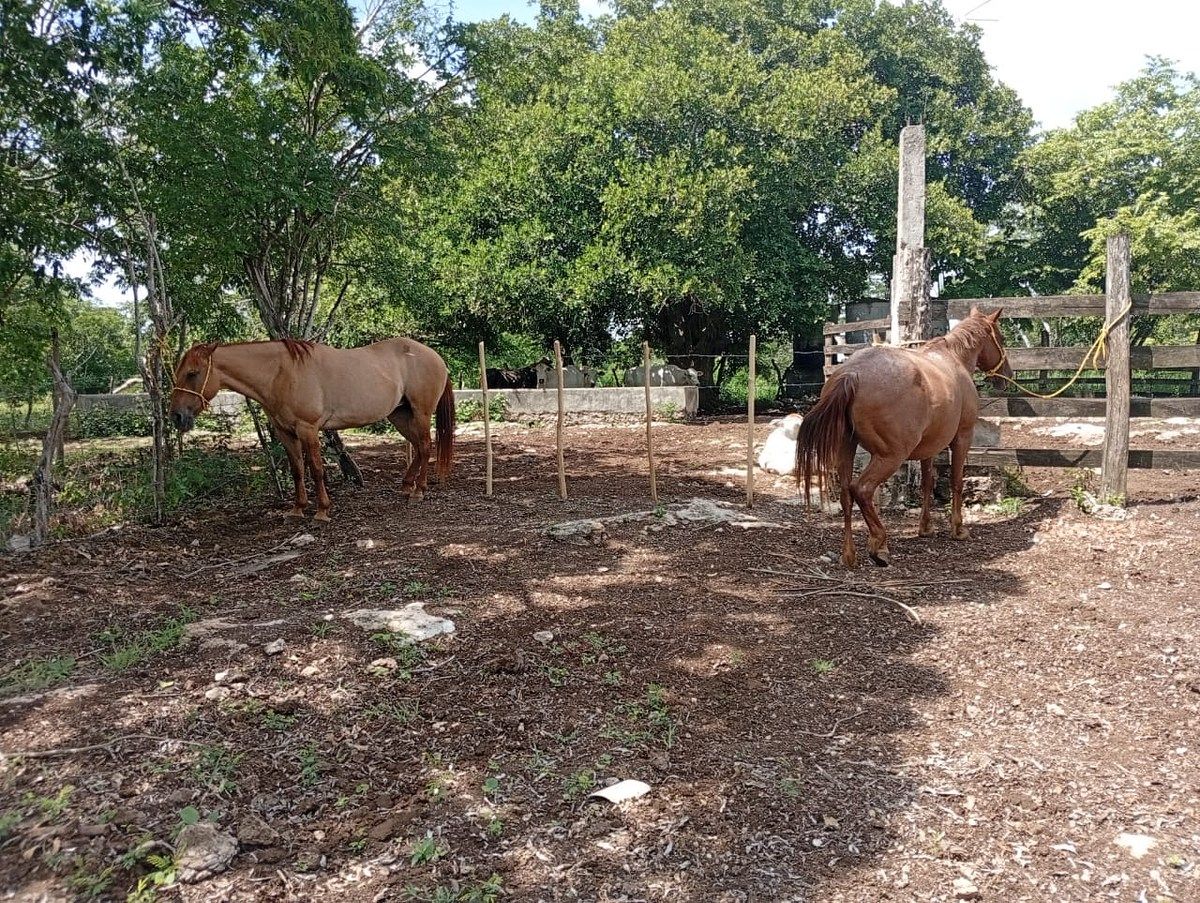 Rancho en Yalsihon, Panabá, foto 15 de 15