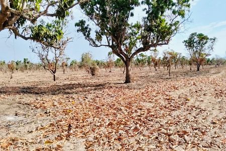 Terreno en renta sobre Carretera Federal 15 en Acaponeta, Nayarit.