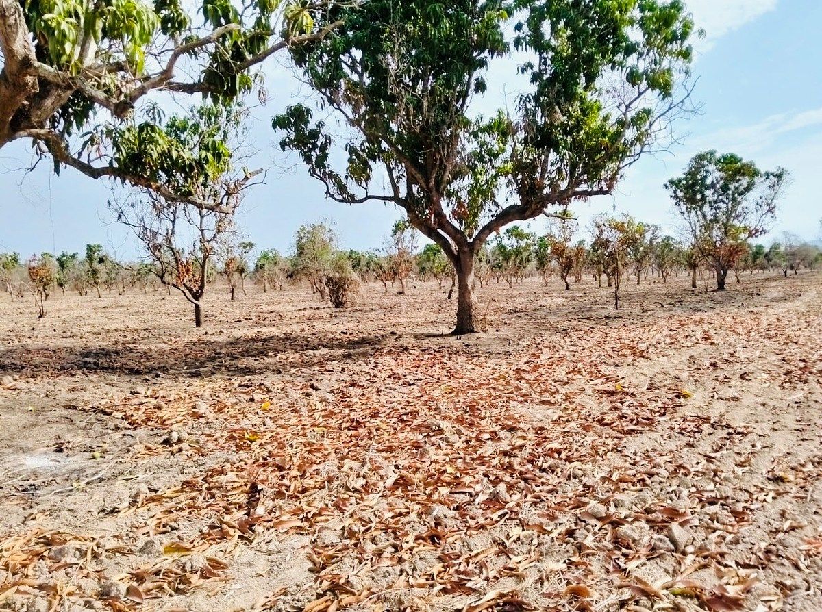 Terreno en San José de Gracia, Acaponeta, foto 5 de 7