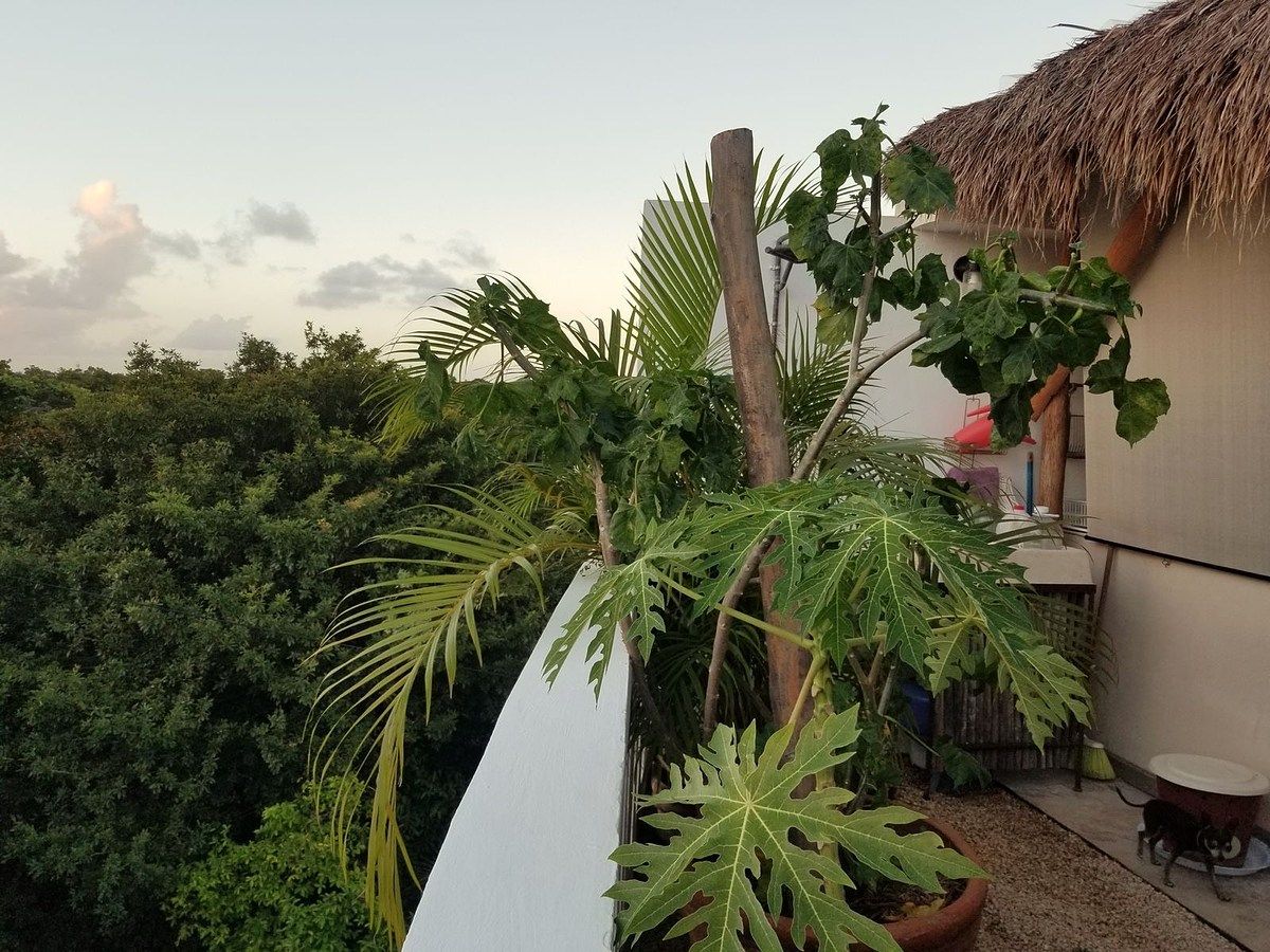 Departamento en renta en Tulum, foto 1 de 36