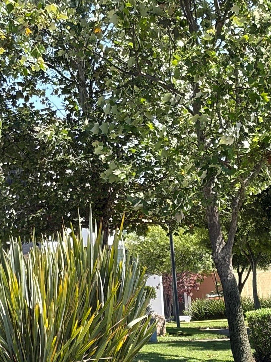 Lot in Valle Imperial, Zapopan, photo 2 of 7