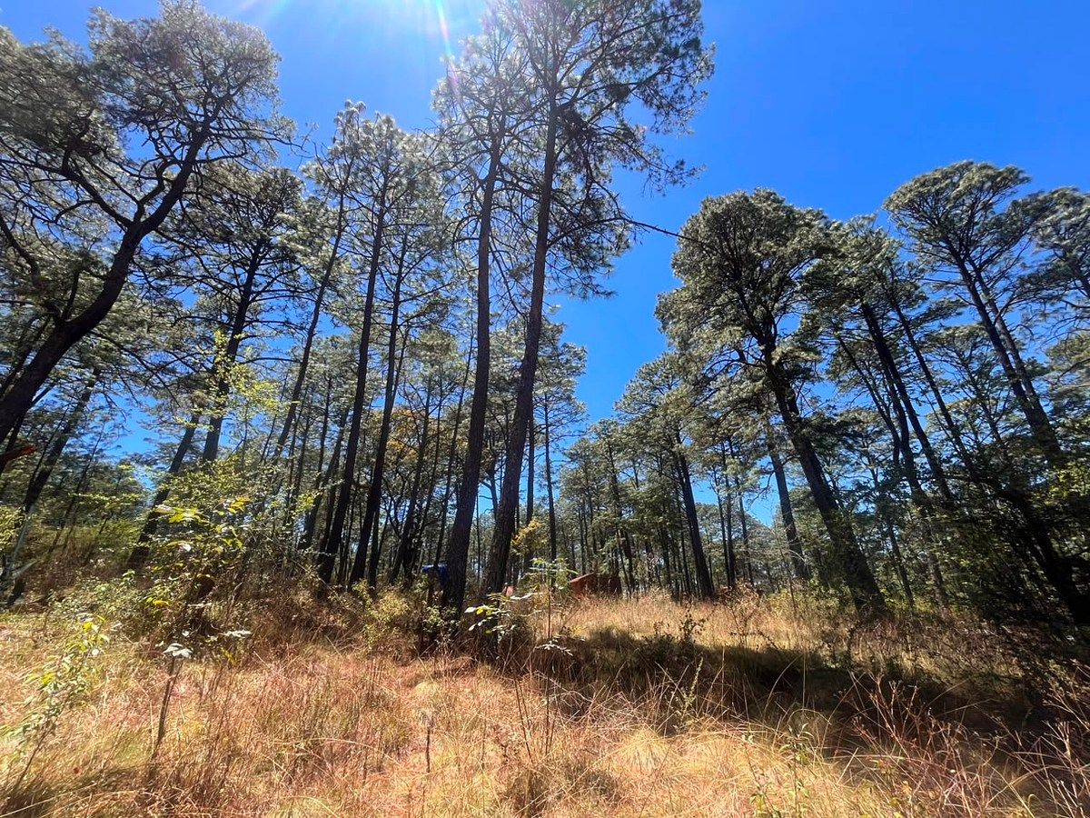 Terreno en Tapalpa, Tapalpa, foto 2 de 10