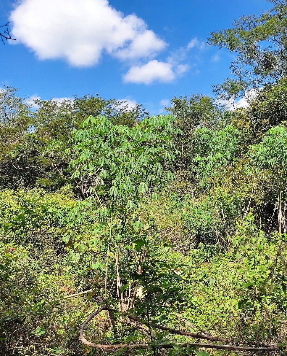 Terreno en Temozon, Temozón, foto 12 de 25