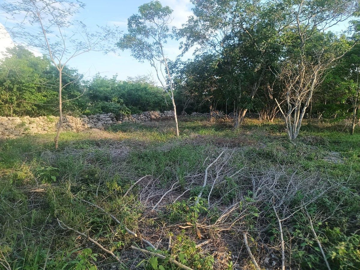 Terreno en Cosgaya, Mérida, foto 10 de 15