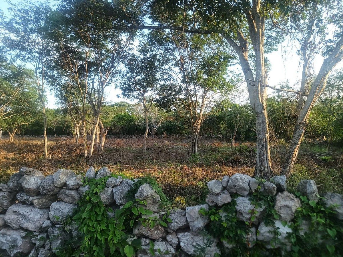 Terreno en Cosgaya, Mérida, foto 11 de 15