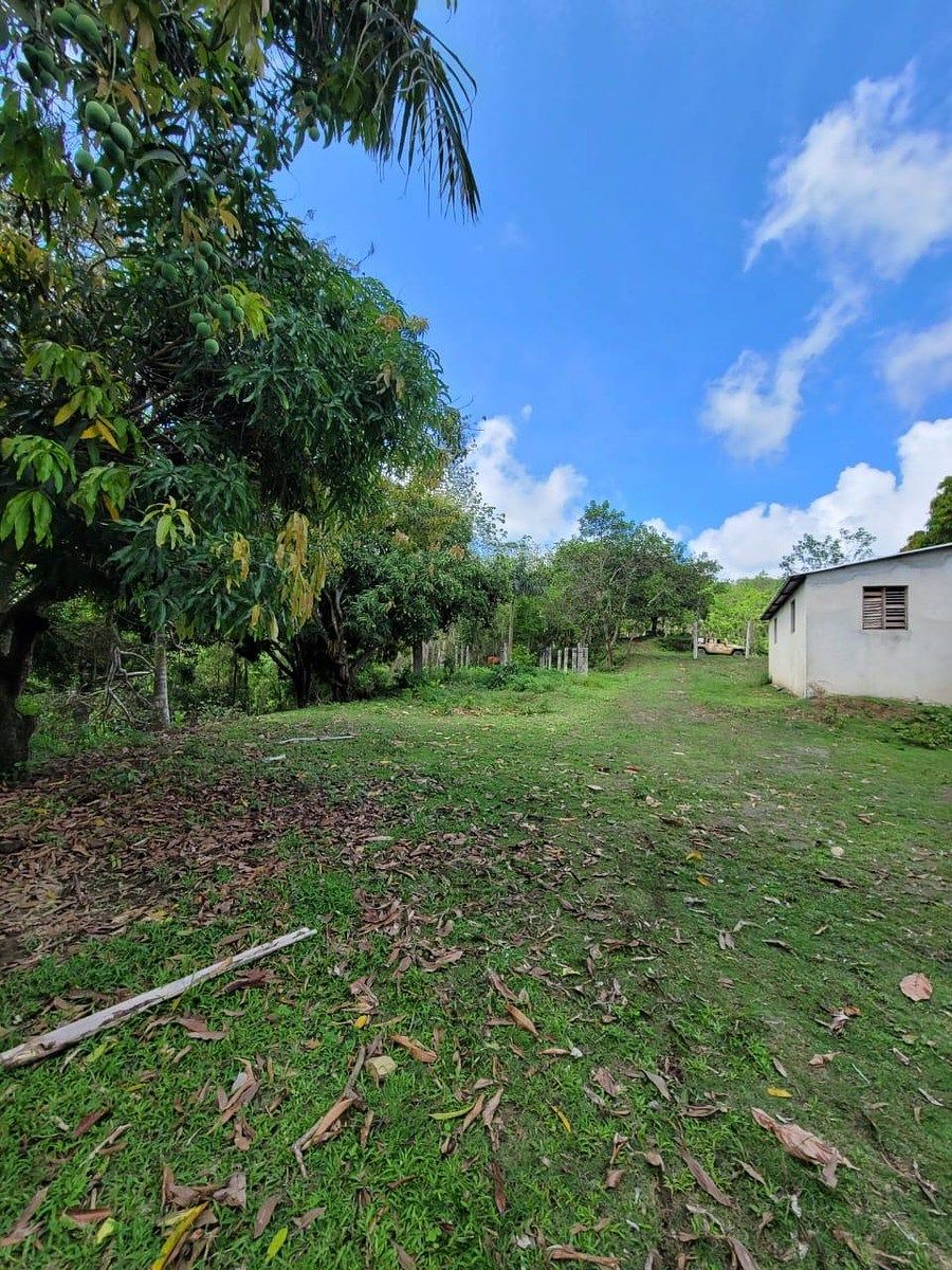 Finca en Yamasá, foto 5 de 9