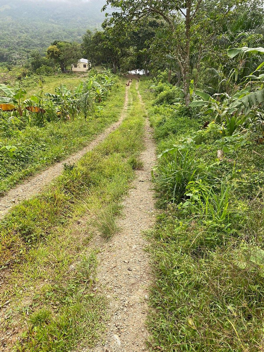 Finca en Yamasá, foto 6 de 9