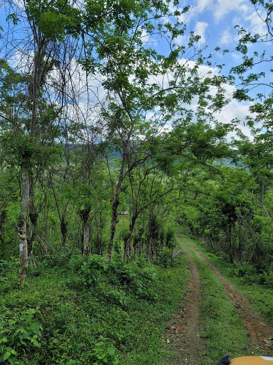 Finca en Yamasá, foto 9 de 9