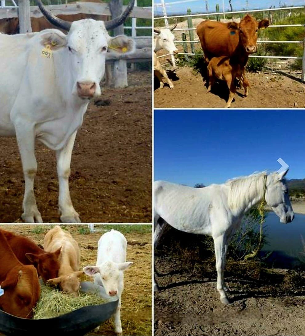 Rancho en Galeana, Galeana, foto 5 de 17
