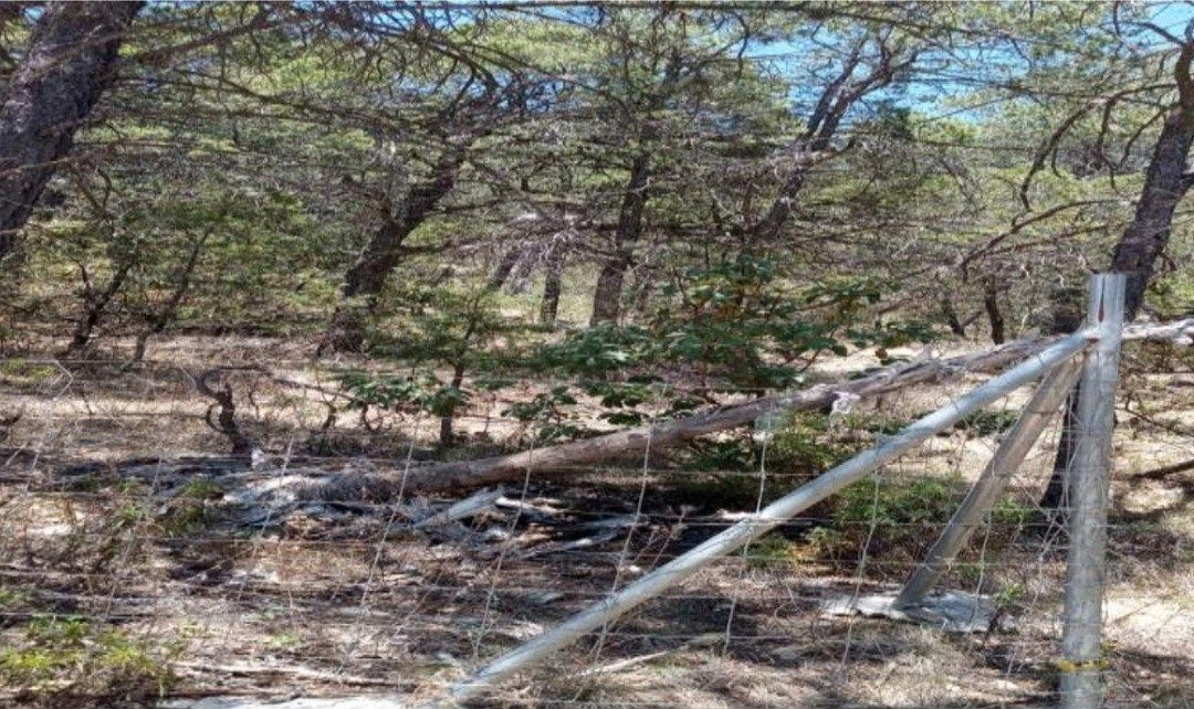 Lot in Los Lirios, Arteaga, photo 6 of 7