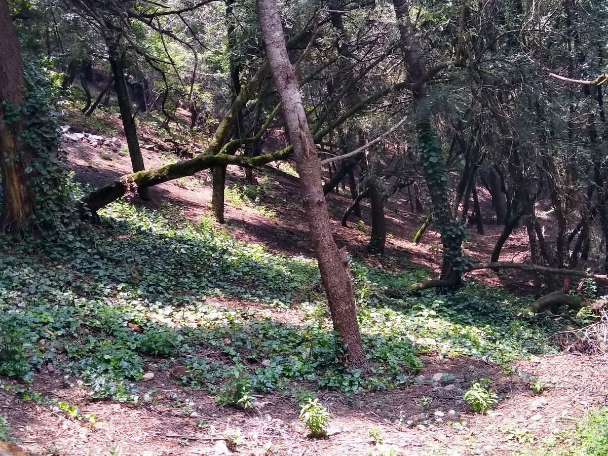 Terreno en Santa Rosa Xochiac, Álvaro Obregón, foto 4 de 7