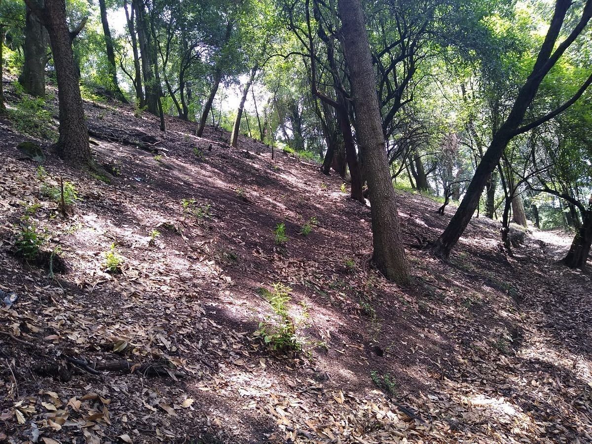 Terreno en Santa Rosa Xochiac, Álvaro Obregón, foto 2 de 7