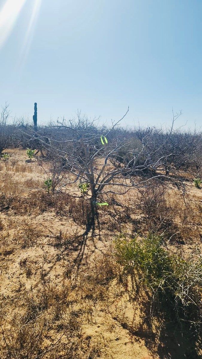 Lote em Agua Blanca, La Paz, foto 2 de 14