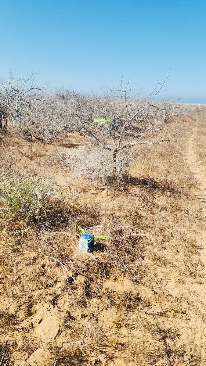 Lote em Agua Blanca, La Paz, foto 3 de 14