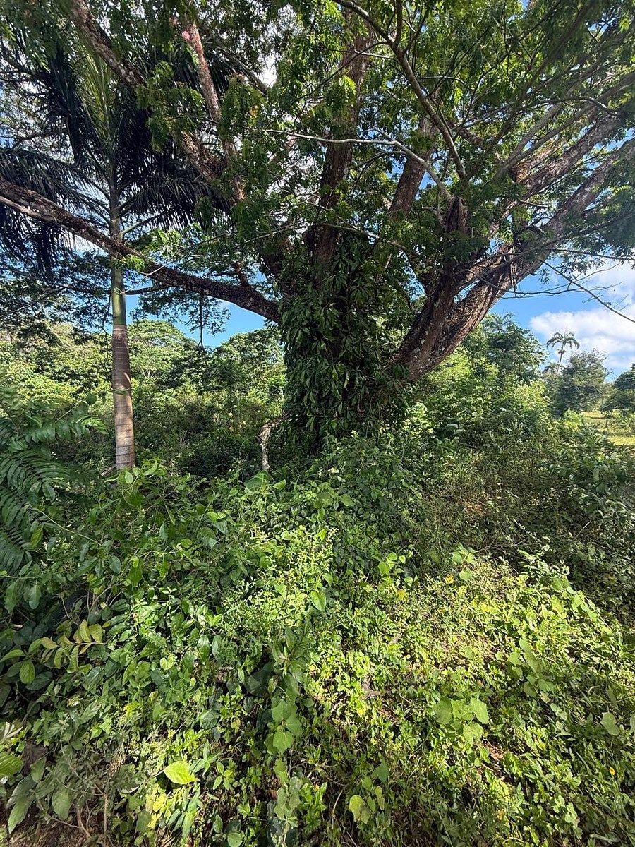Finca en Río San Juan, foto 6 de 6