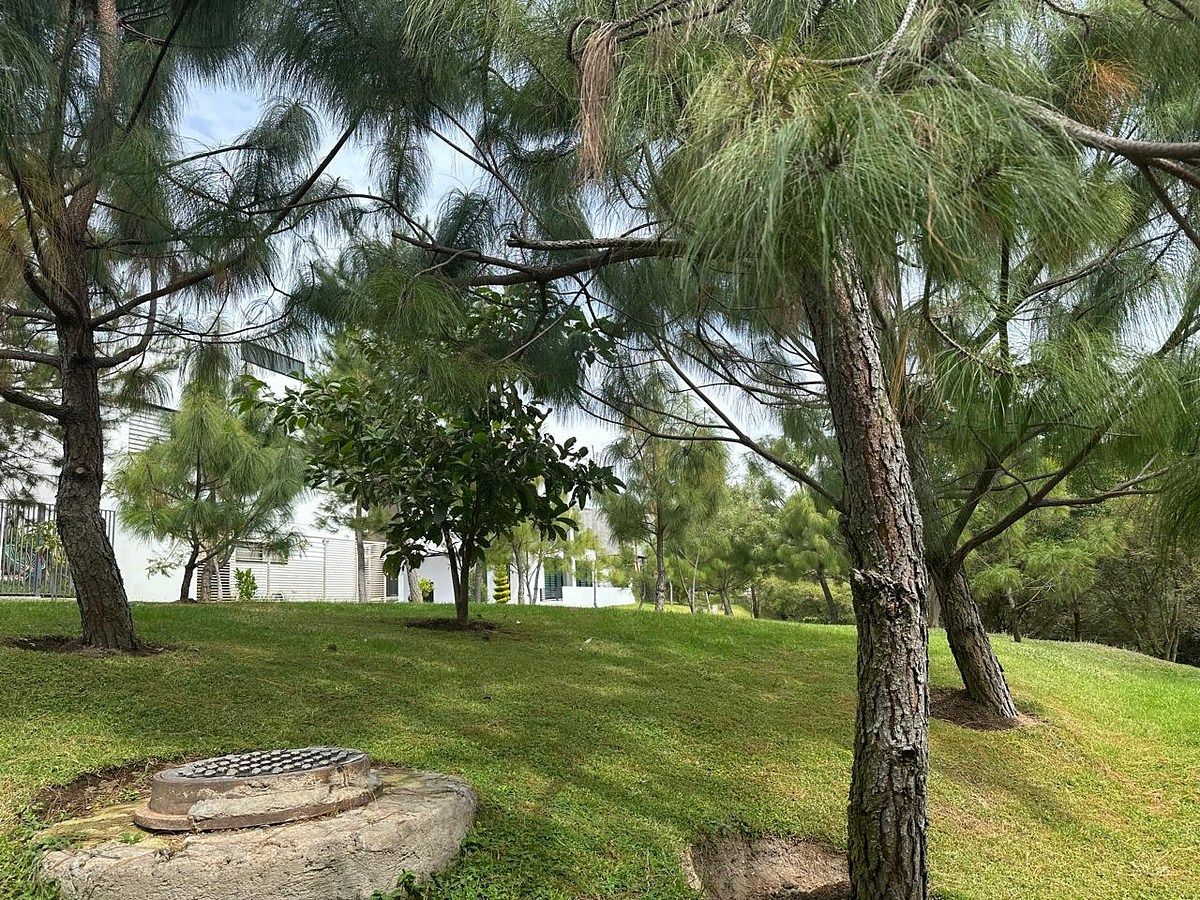 Áreas jardinadas a un lado del terreno, foto 6 de 7