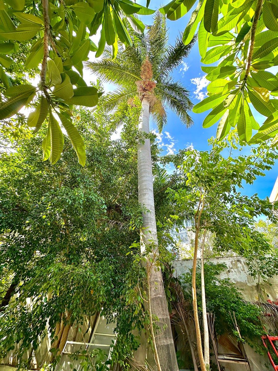 Casa en Mérida Centro, Mérida, foto 16 de 18