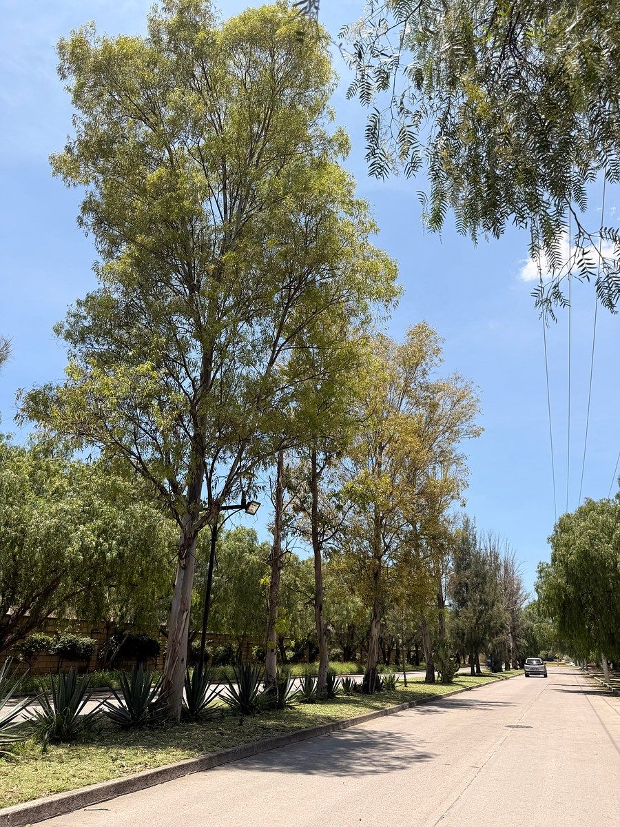Casa en Rancho Santa Mónica, Aguascalientes, foto 17 de 18