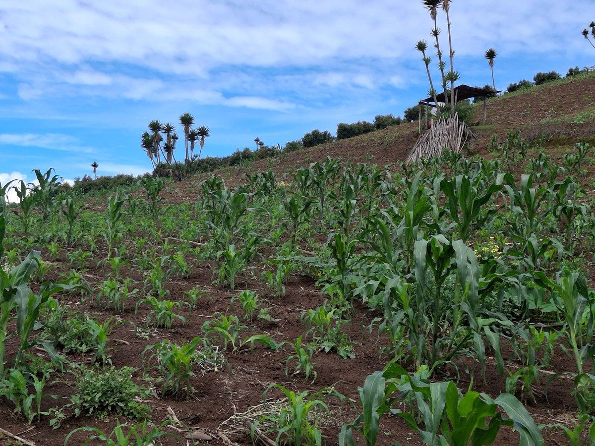 Finca en San Andrés Semetabaj, foto 10 de 19