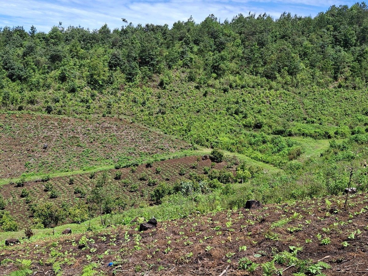 Godínez, Sololá | Finca en Venta de 15 Manzanas - Image 3