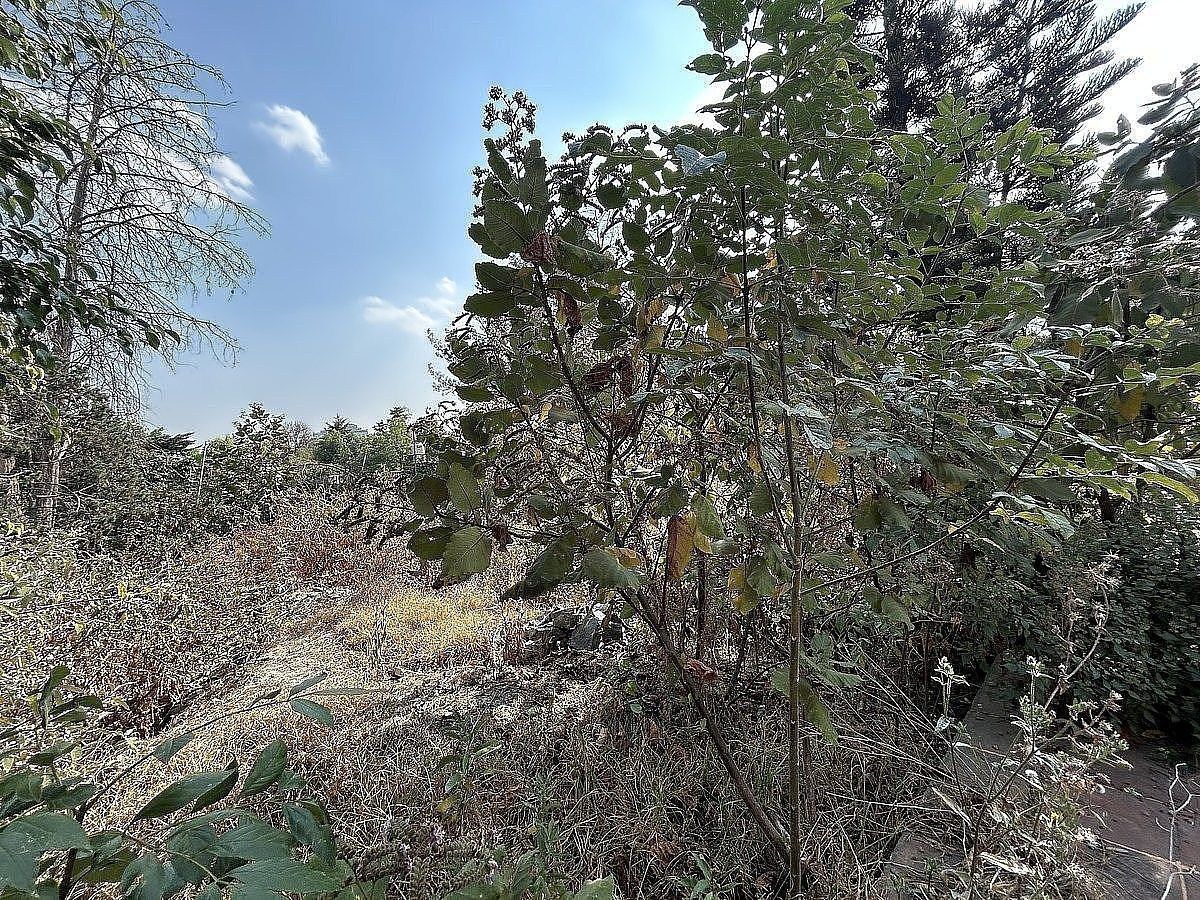 Lote em San Jerónimo Lídice, La Magdalena Contreras, foto 4 de 5