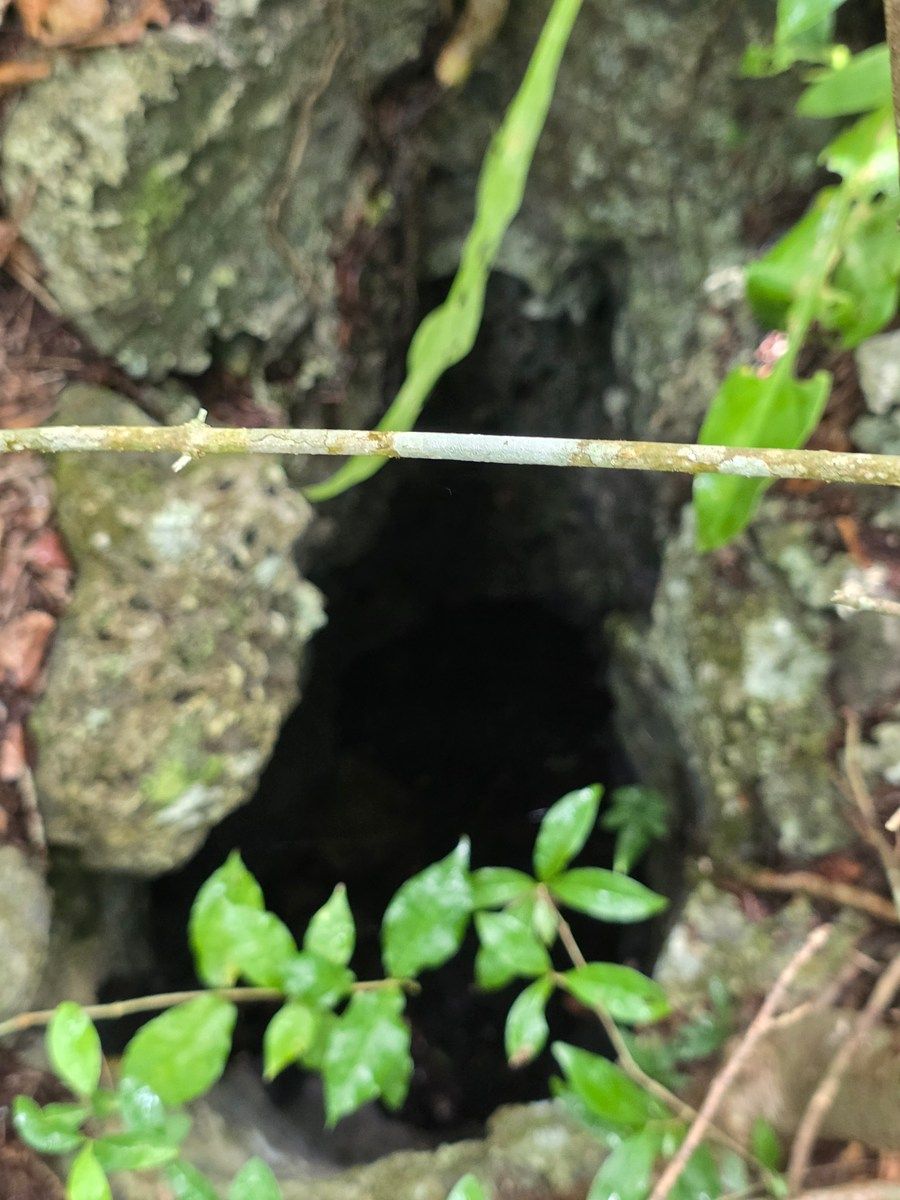 Lote em Borge Martín, Lázaro Cárdenas, foto 8 de 8