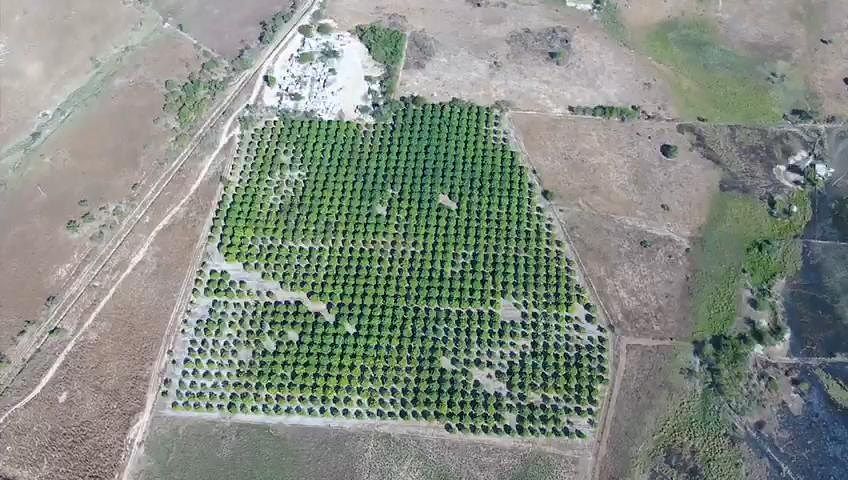 Pomar em Centro Tomatlán, Tomatlán, foto 4 de 14