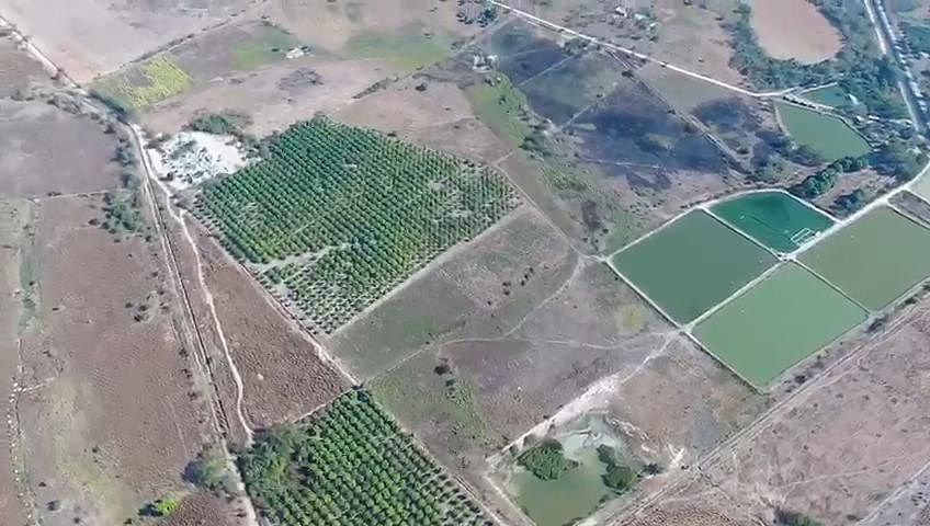 Pomar em Centro Tomatlán, Tomatlán, foto 5 de 14